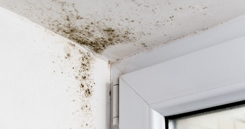 Most Common Types of Mold in Homes